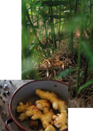 Zero-Waste-Limo selbst gemacht